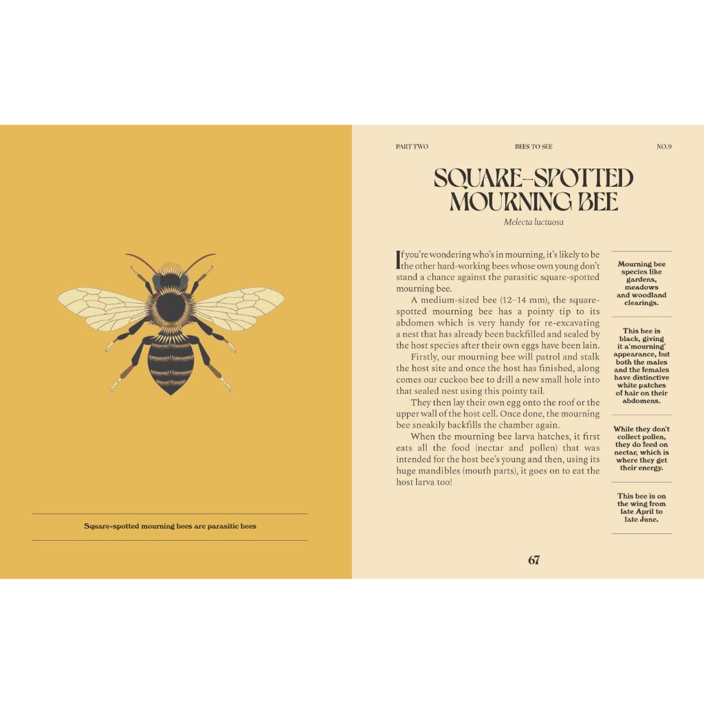 Square Spotted Mourning Bee
