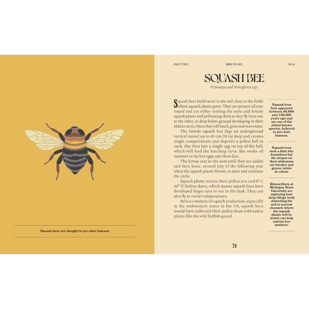 Squash Bee