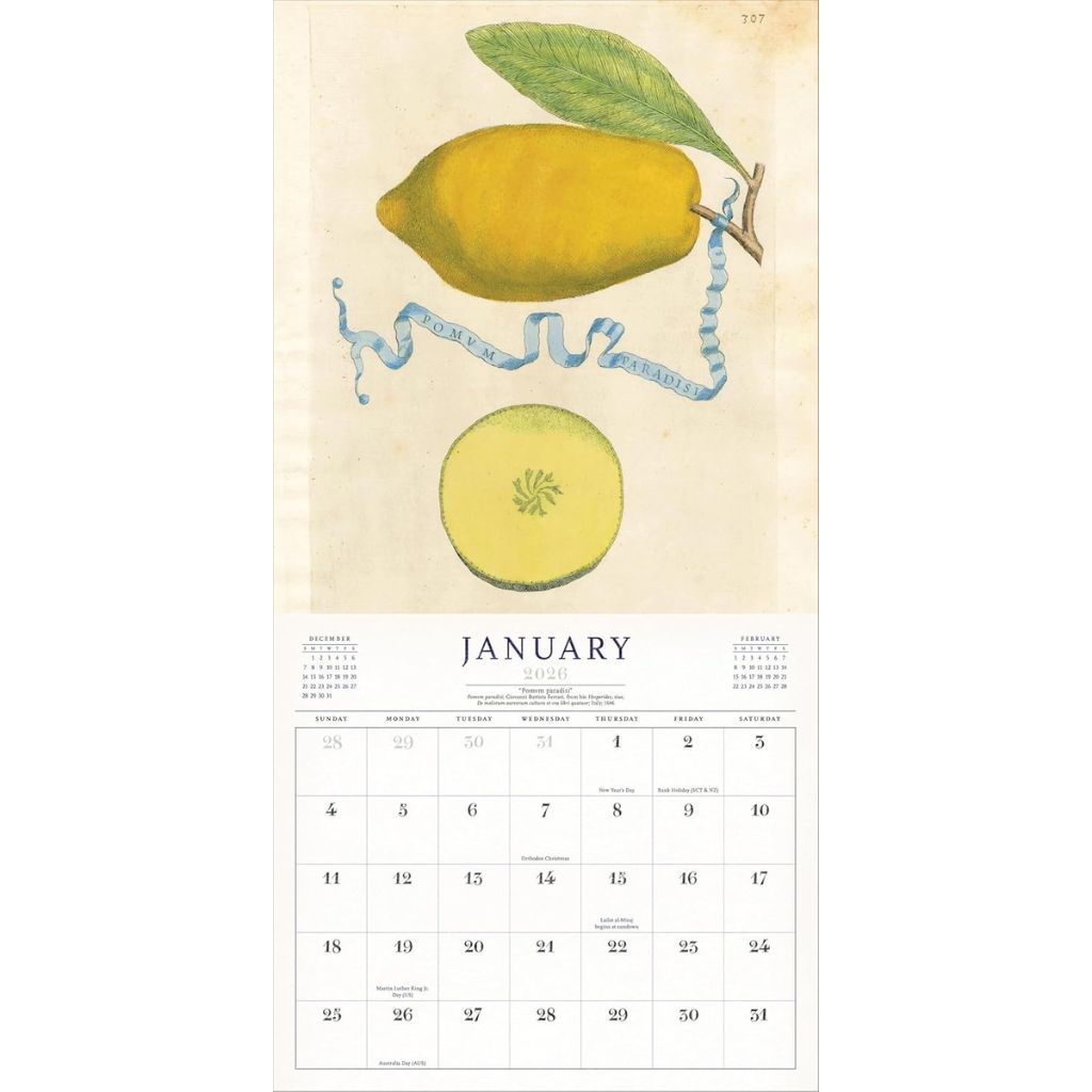 Calendar with illustration of lemons for January on a beige background