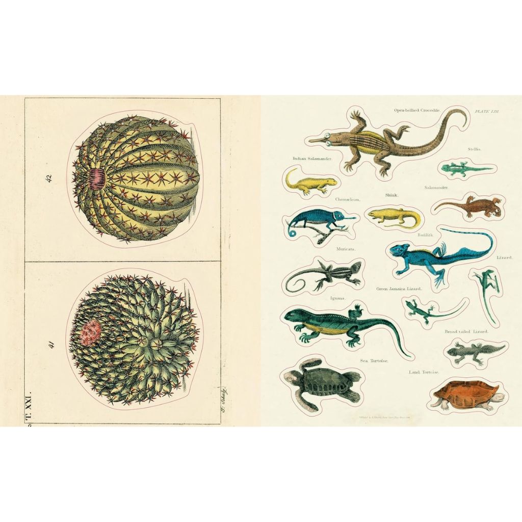 Illustrations of cacti and lizards on a beige background