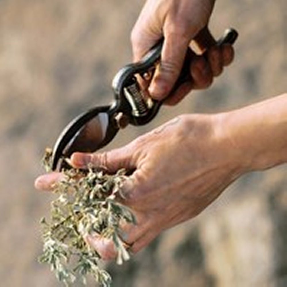 Pruner With Sheath - Life of Riley