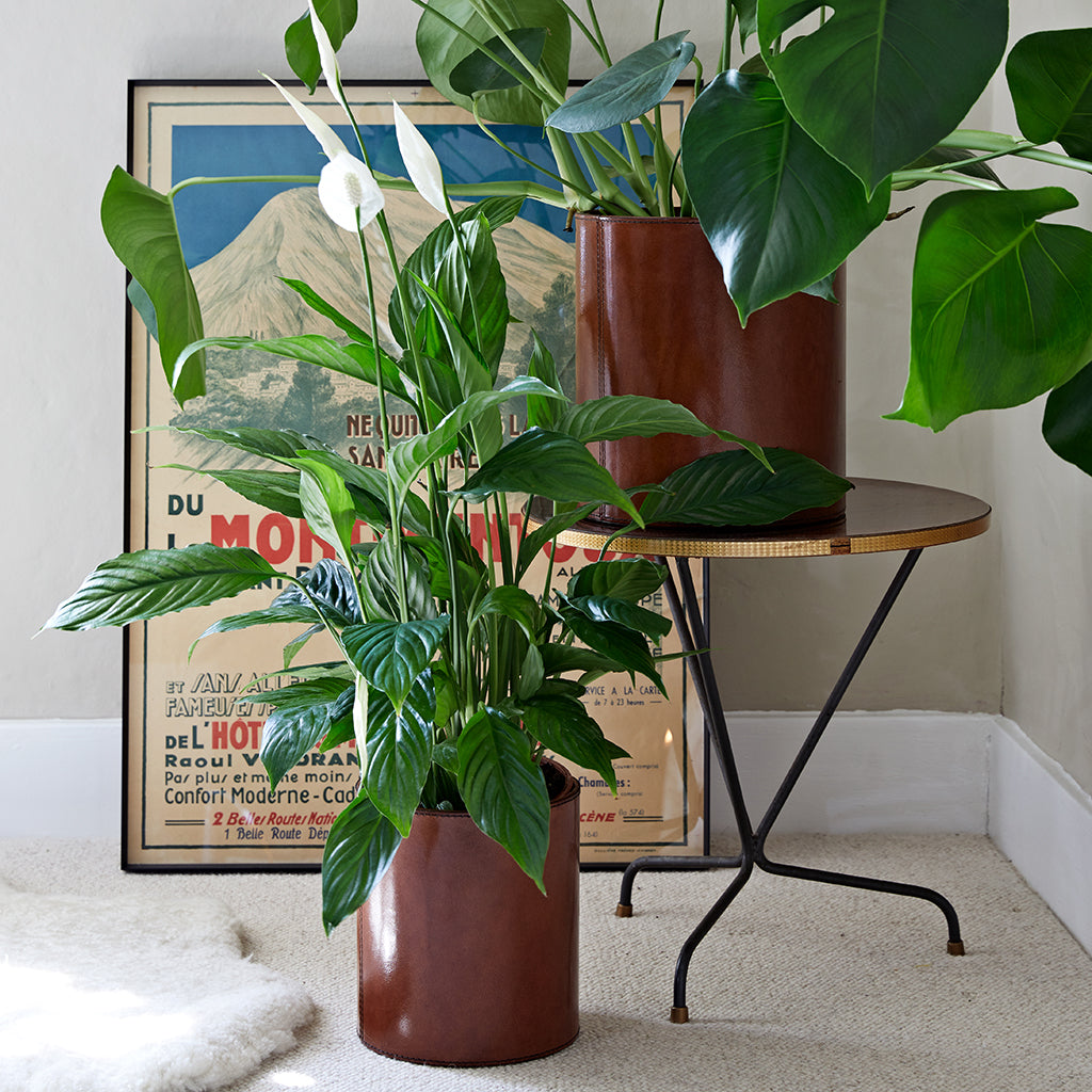 Leather Planters with sheepskin and table 
