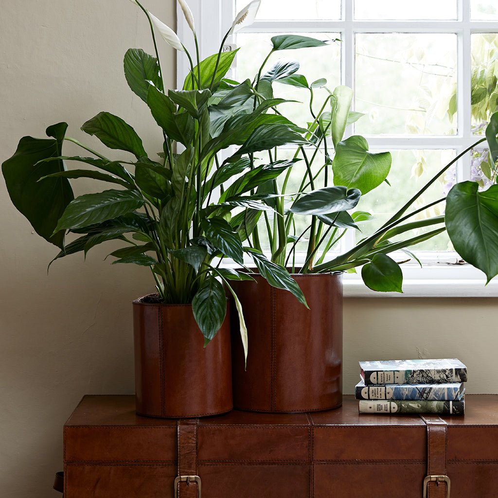 Leather Plant Holder - Two Sizes - Life of Riley