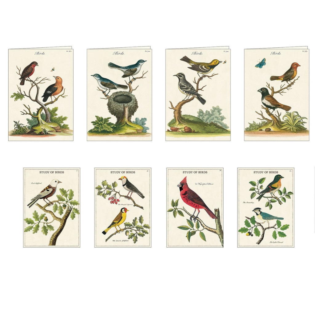 Study of birds stationery set in  a box